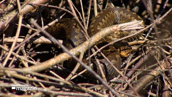 Eine Schlange sonnt sich im Unterholz © NDR Foto: NDR Screenshot